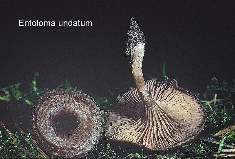 Entoloma undatum-amf781.jpg - Entoloma undatum ; Syn1: Rhodophyllus undatus ; Syn2: Eccilia sericeonitida ; Non français: Entolome ondoyeux